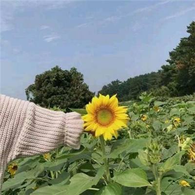 双胞胎野球帝中文破解版下载